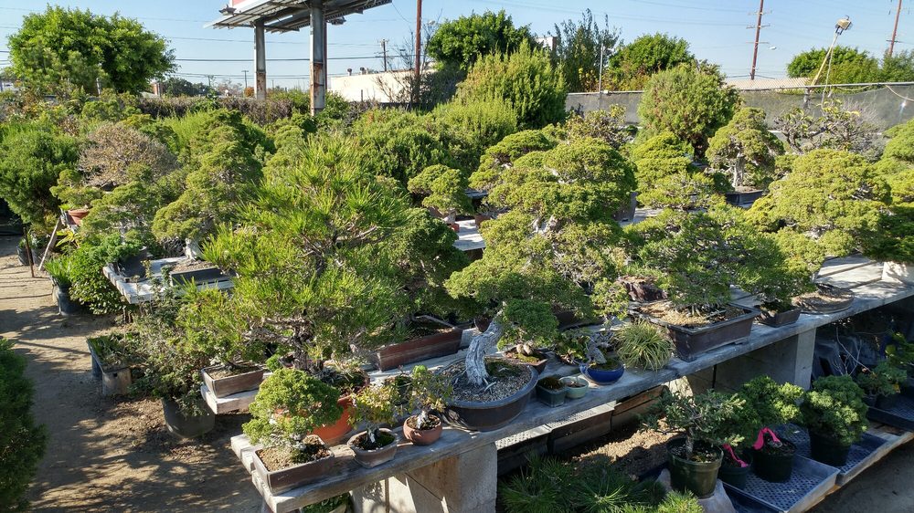 Chikogu En Bonsai