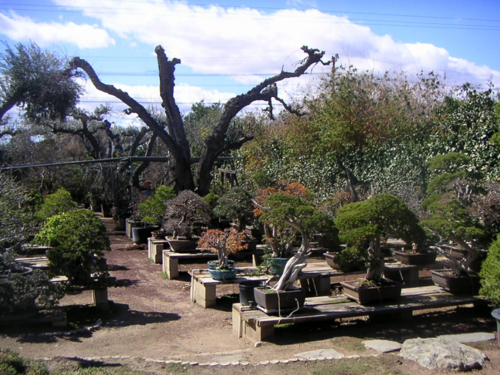 Fuji Bonsai