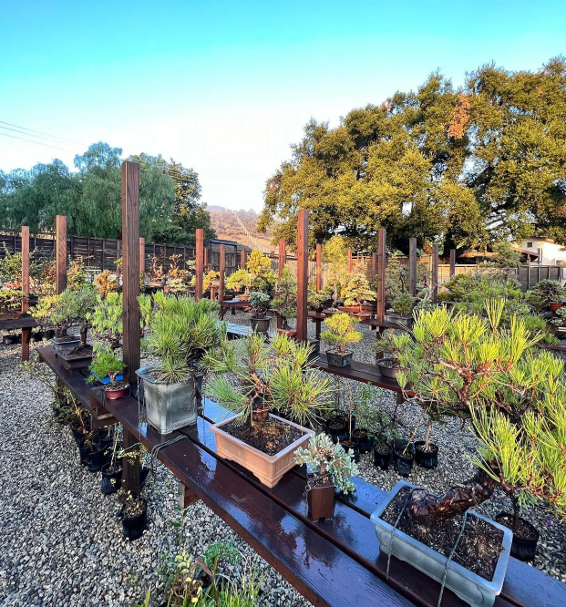 Kimura bonsai nursery