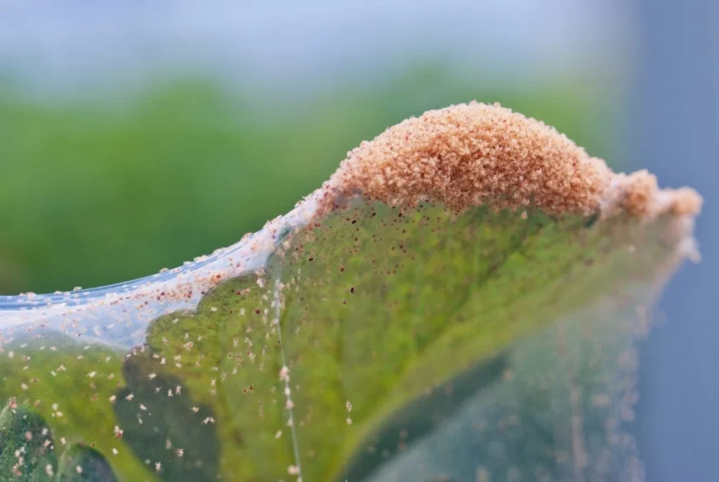 two spotted spider mites